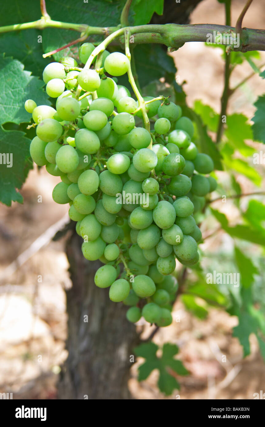 Clairette raisin non mûr le cellier des princes Châteauneuf du Pape rhone france Banque D'Images