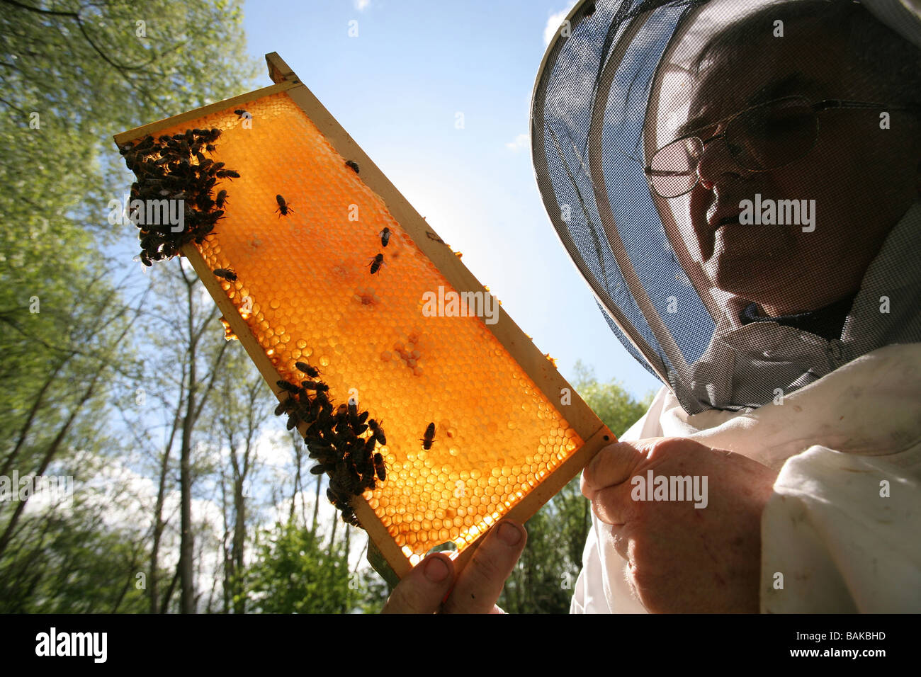 Les abeilles à miel avec Beekeper Banque D'Images