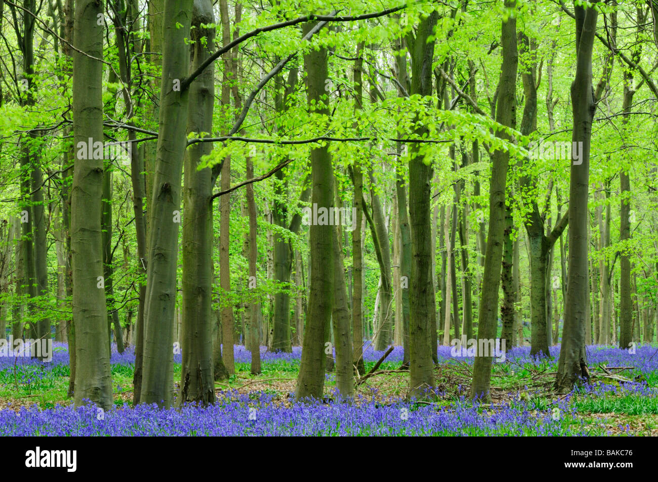 Woodland près de Saffron Walden Essex England UK Banque D'Images