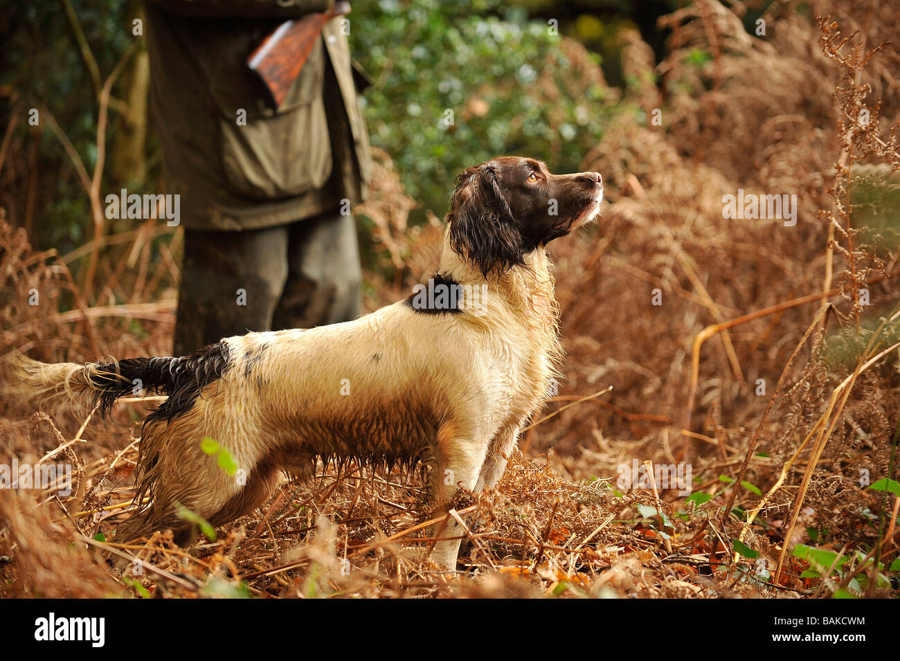 Springer spaniel en attente avec le propriétaire, pour lui d'abattre un oiseau Banque D'Images