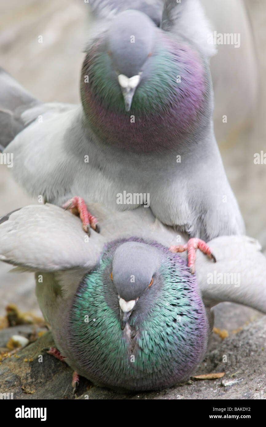 Pigeon biset Columba livia l'Accouplement Banque D'Images