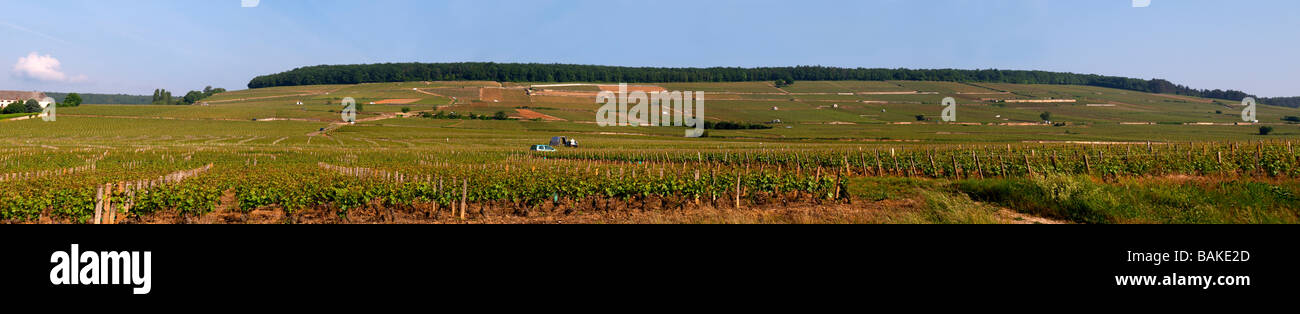 Vignoble Le corton aloxe-corton, Côte de beaune bourgogne france Banque D'Images