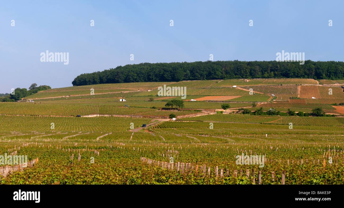 Vignoble Le corton aloxe-corton, Côte de beaune bourgogne france Banque D'Images