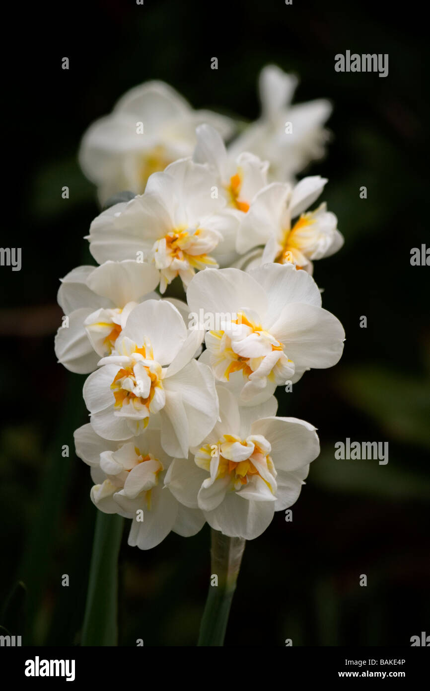 Floraison blanche en avril gaieté narcisse Banque D'Images