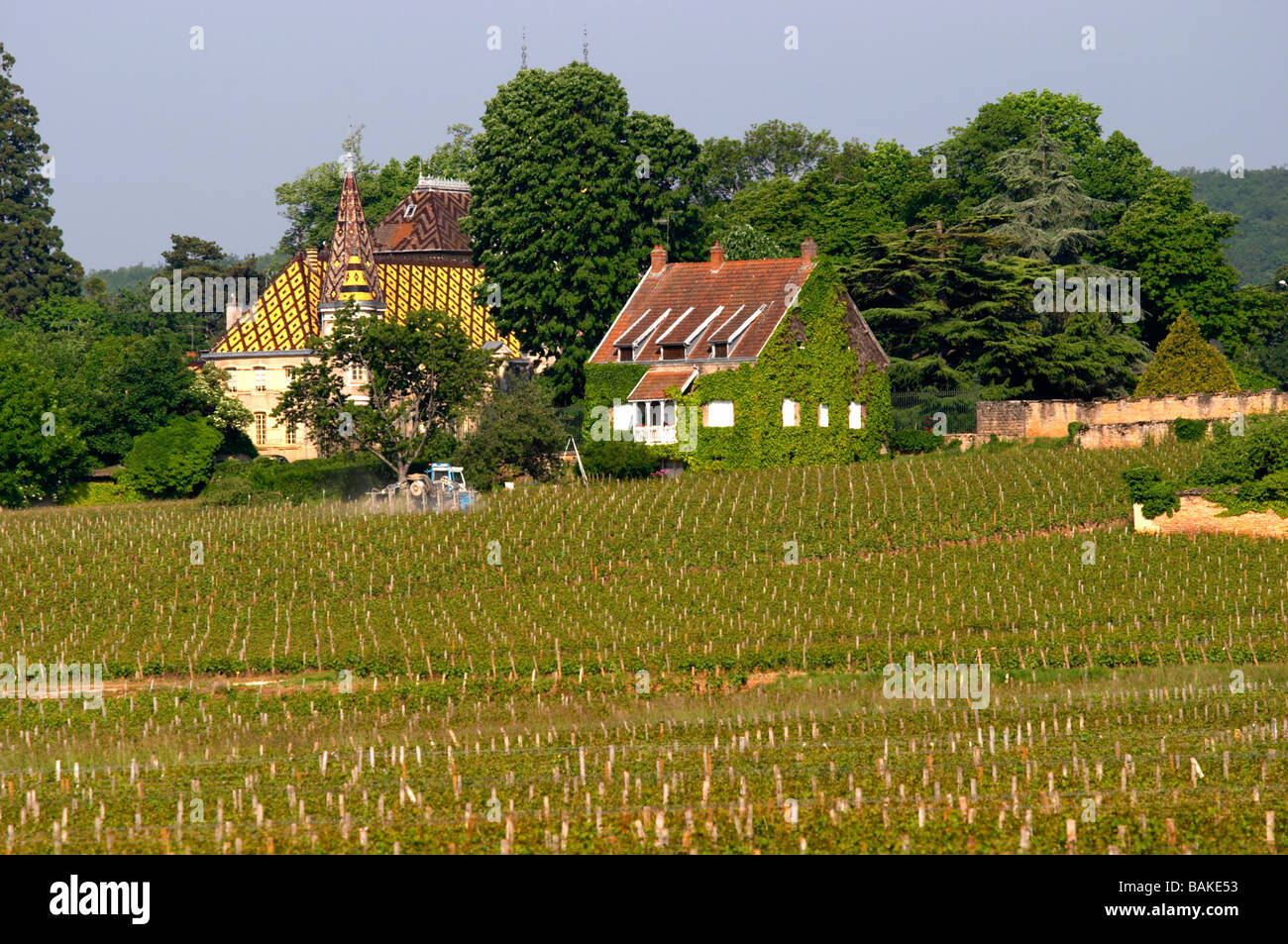 Ch vignoble de corton André aloxe-corton Côte de beaune bourgogne france Banque D'Images