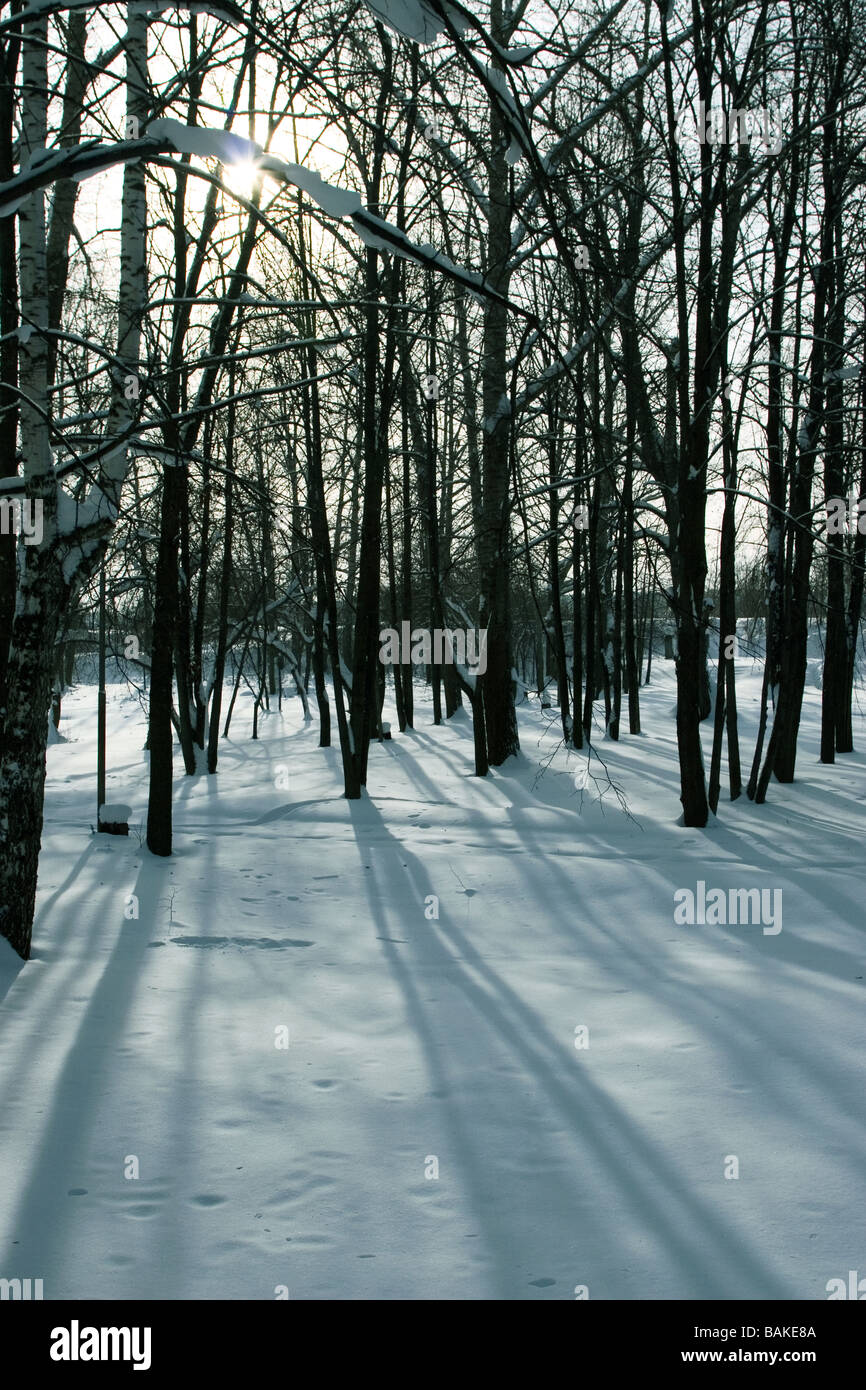 Soleil brille à travers les arbres et jette des ombres sur la neige Banque D'Images