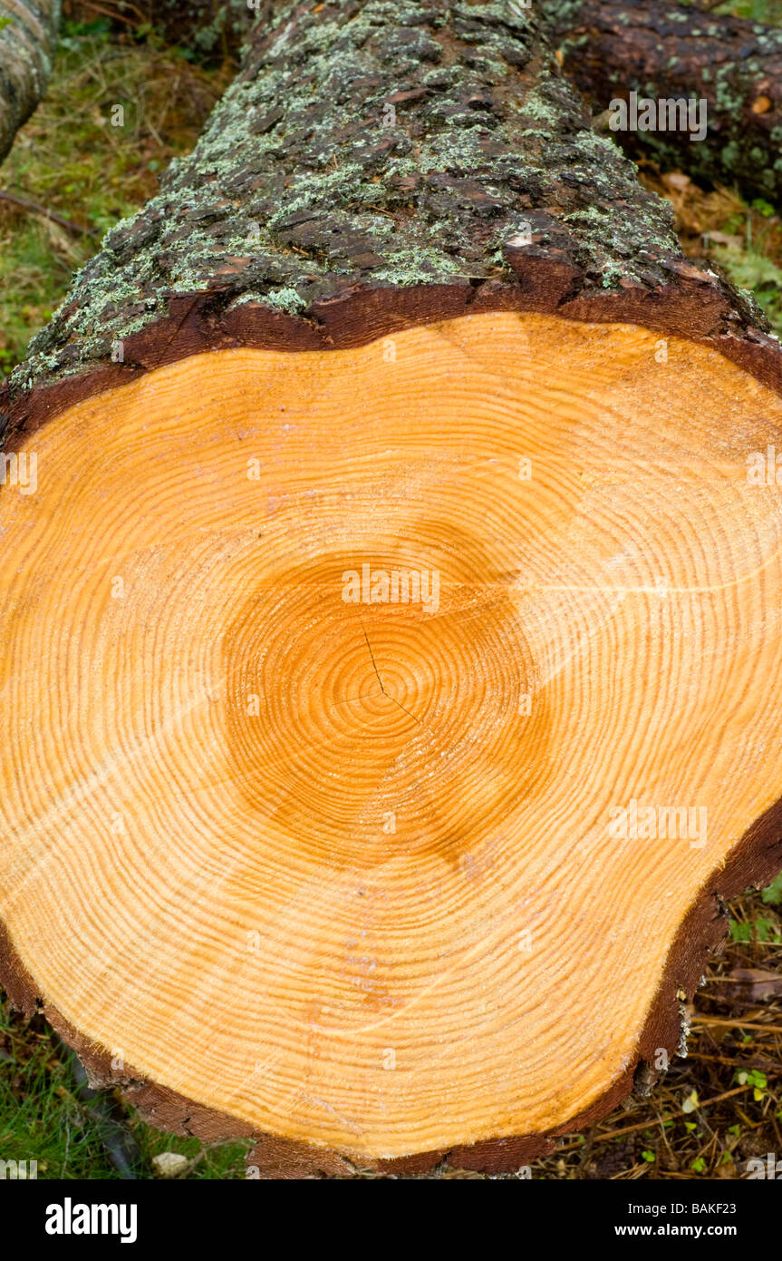 Un tronc d'arbre de pin sylvestre, Pinus sylvestris, abattu au cours de l'exploitation forestière, montrant ses anneaux de croissance en coupe. Banque D'Images