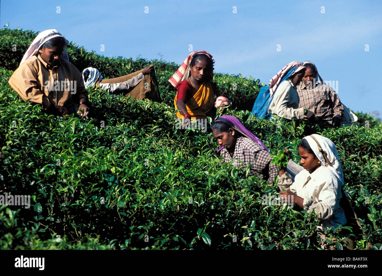L'Inde, Etat du Kerala, Western Ghats, Mundakayam région, récolte de thé Banque D'Images