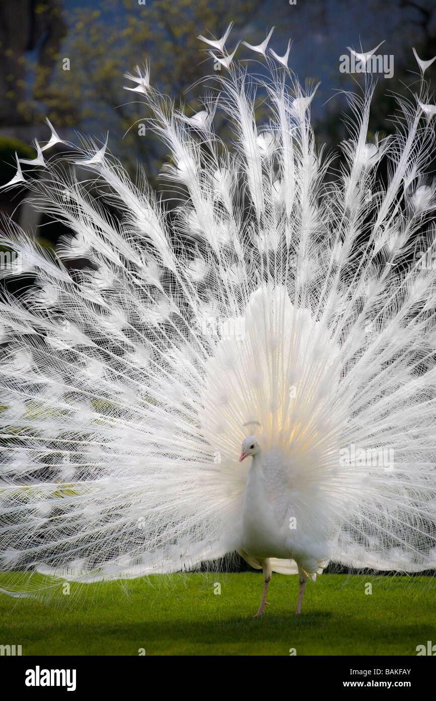 Un Paon albinos mâle (Pavo cristatus) répandre sa queue (Italie). Paon bleu (Pavo cristatus) leucistique mâle faisant la roue. Banque D'Images