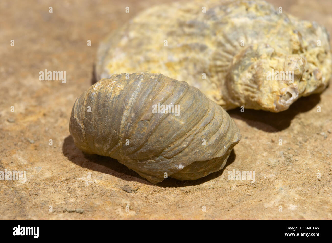 Fossile shell à partir du sol dom pfister dahlenheim alsace france Banque D'Images