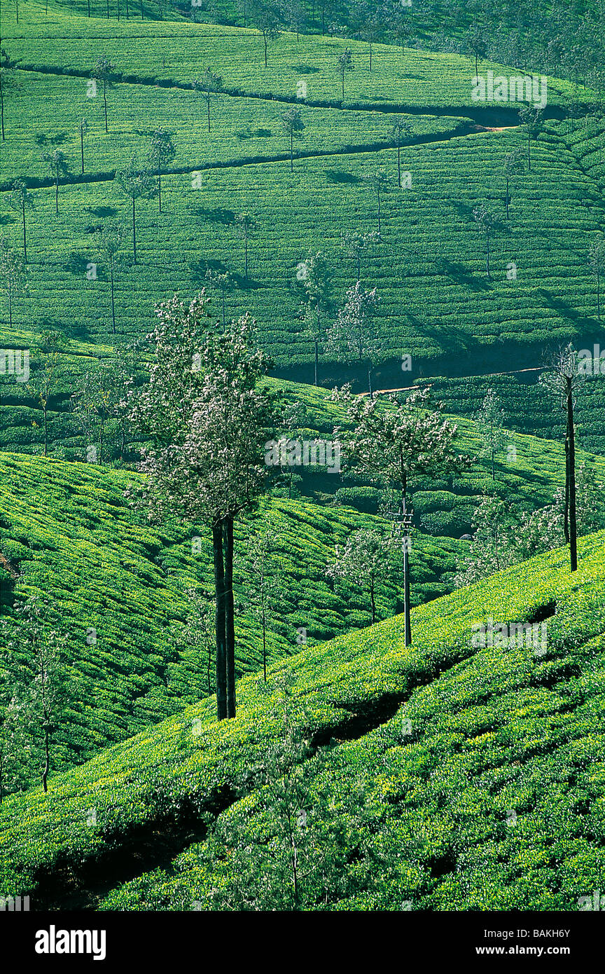 L'Inde, Etat du Kerala, Western Ghats, Nilgiri, près de la plantation de thé, Mundakayam Banque D'Images
