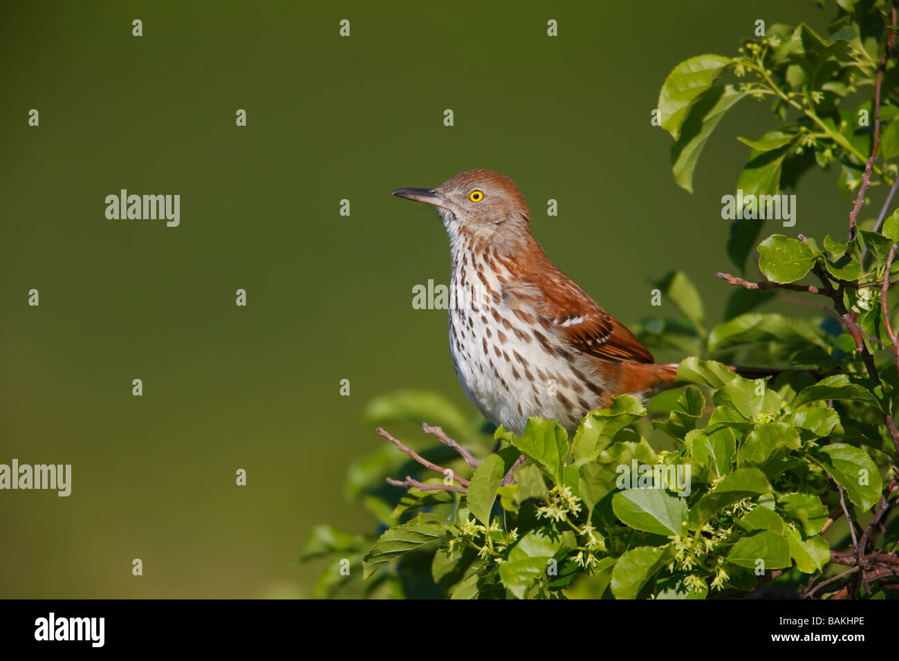 Moqueur roux Toxostoma rufum rufum assis dans l'arbre près de nest Banque D'Images