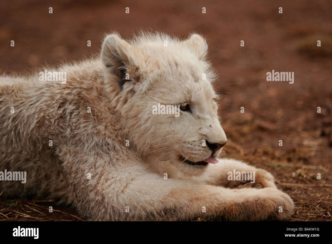 Un bébé white lion cub lèche ses pattes avant Banque D'Images