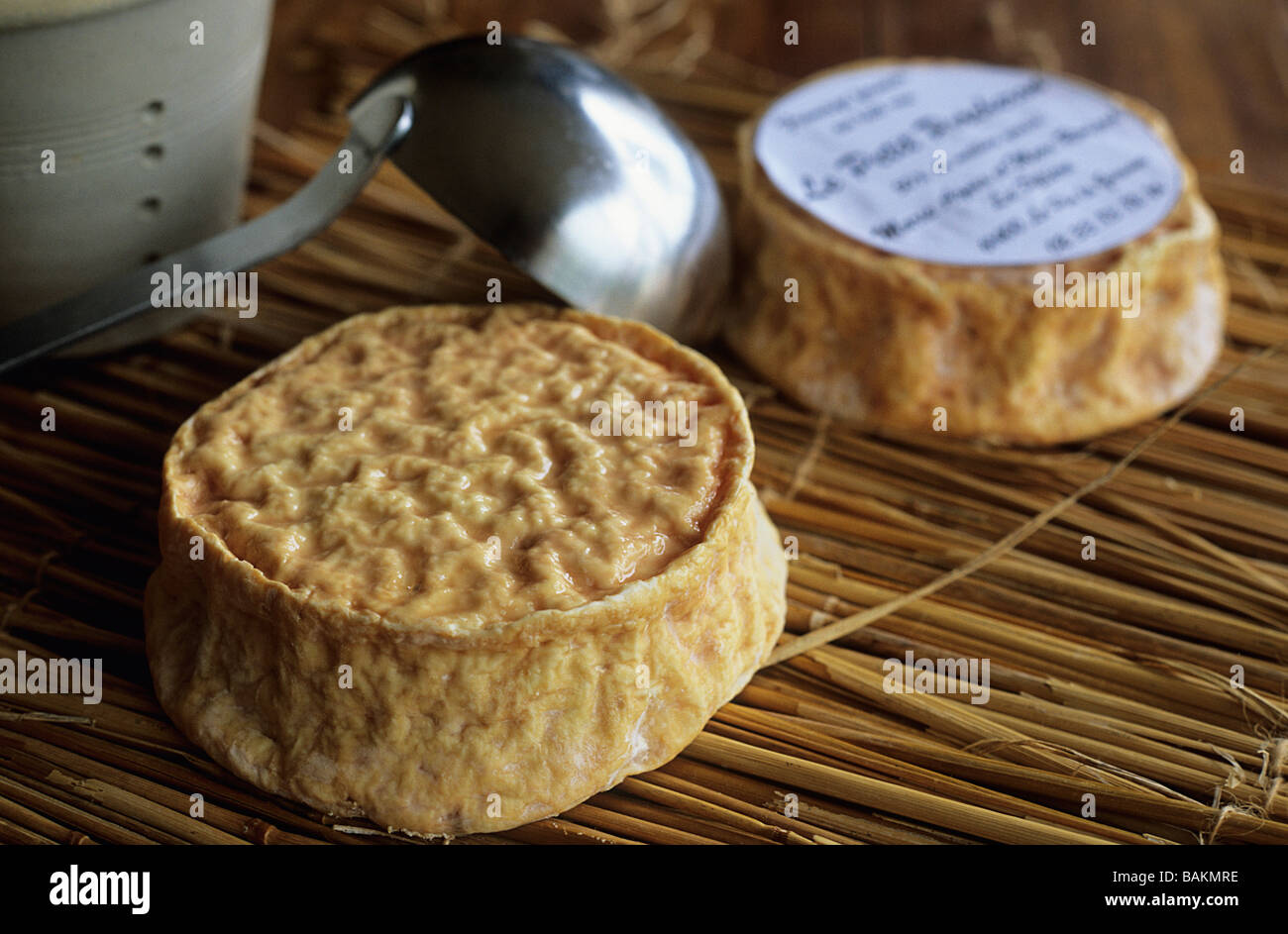 La France, l'Orne, le Perche, La Piliere, le petit Percheron de Monsieur Ronfard Banque D'Images