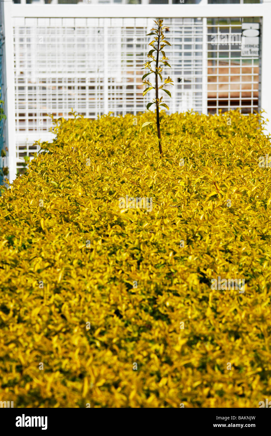 Couverture mal clipsé Banque D'Images