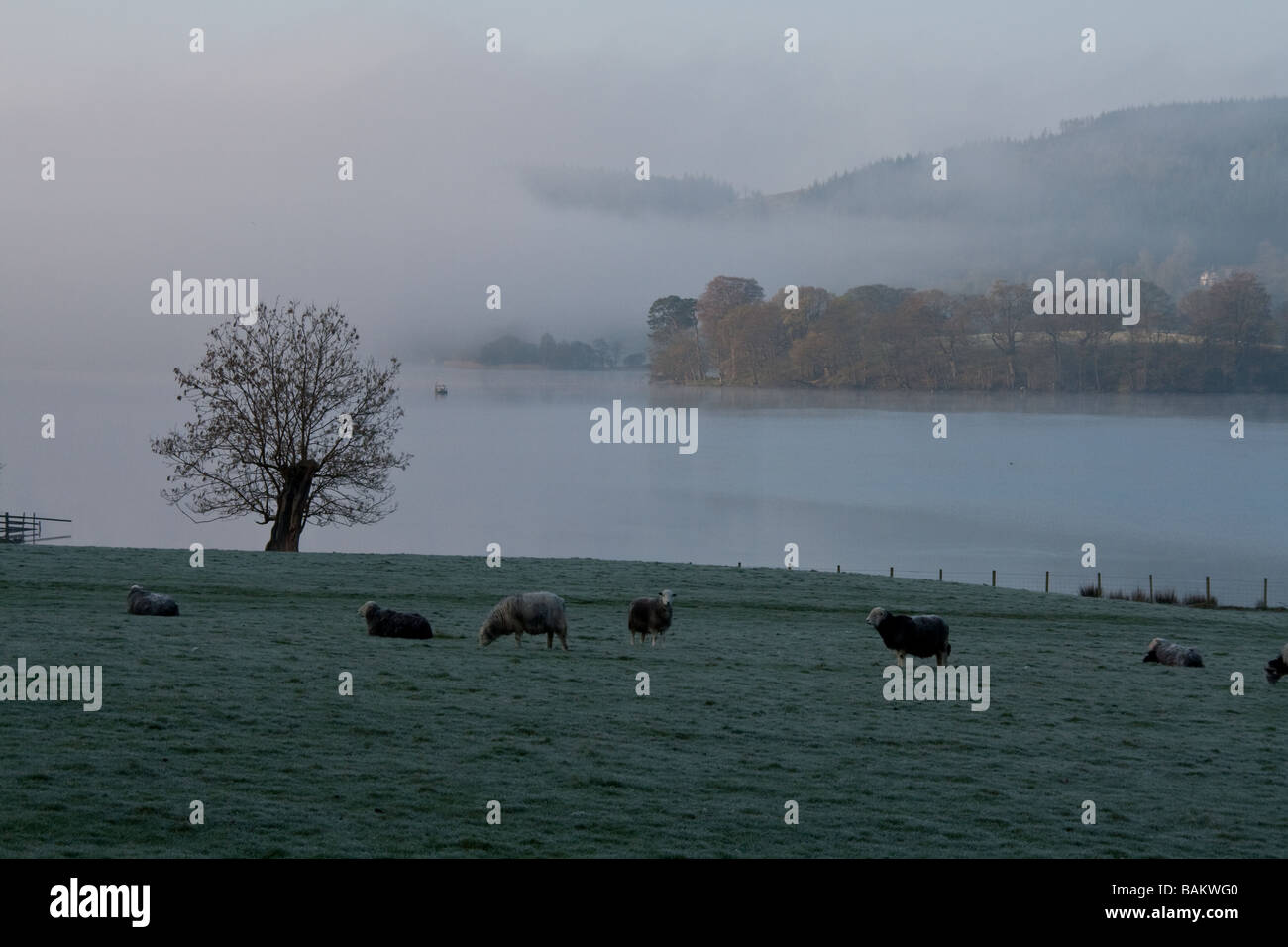 Moutons Herdwick sur les champs à côté d'un misty Esthwaite Water, près de Hawkshead, Lake District, Cumbria Banque D'Images