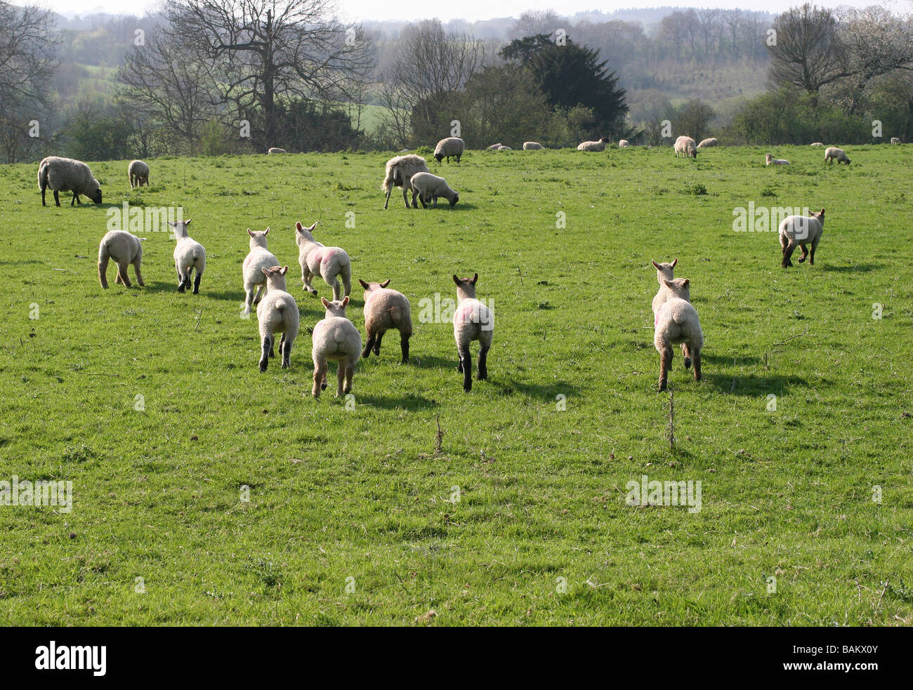 Agneaux et moutons courir loin de l'Angleterre Kent Hucking caméra Banque D'Images