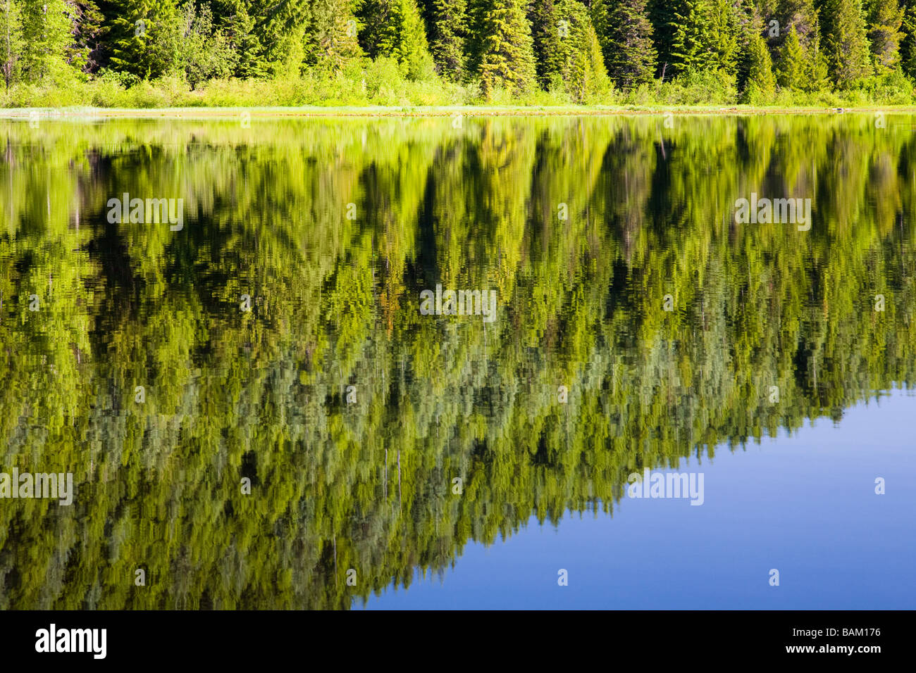 Reflet dans le lac trillium Banque D'Images