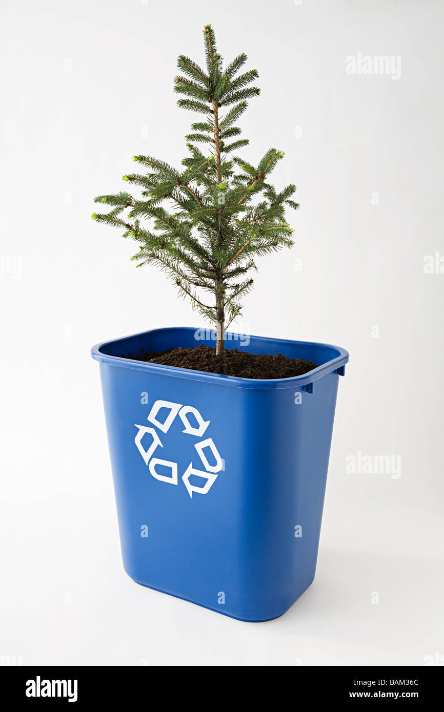 Un arbre dans un bac de recyclage Banque D'Images