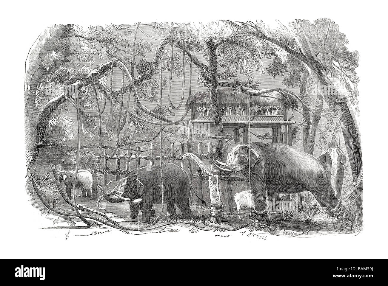 Île de Ceylan kraal éléphant apprivoisé sauvage éduqué enceinte penn en captivité des animaux de la jungle asiatique forêt tusk Banque D'Images