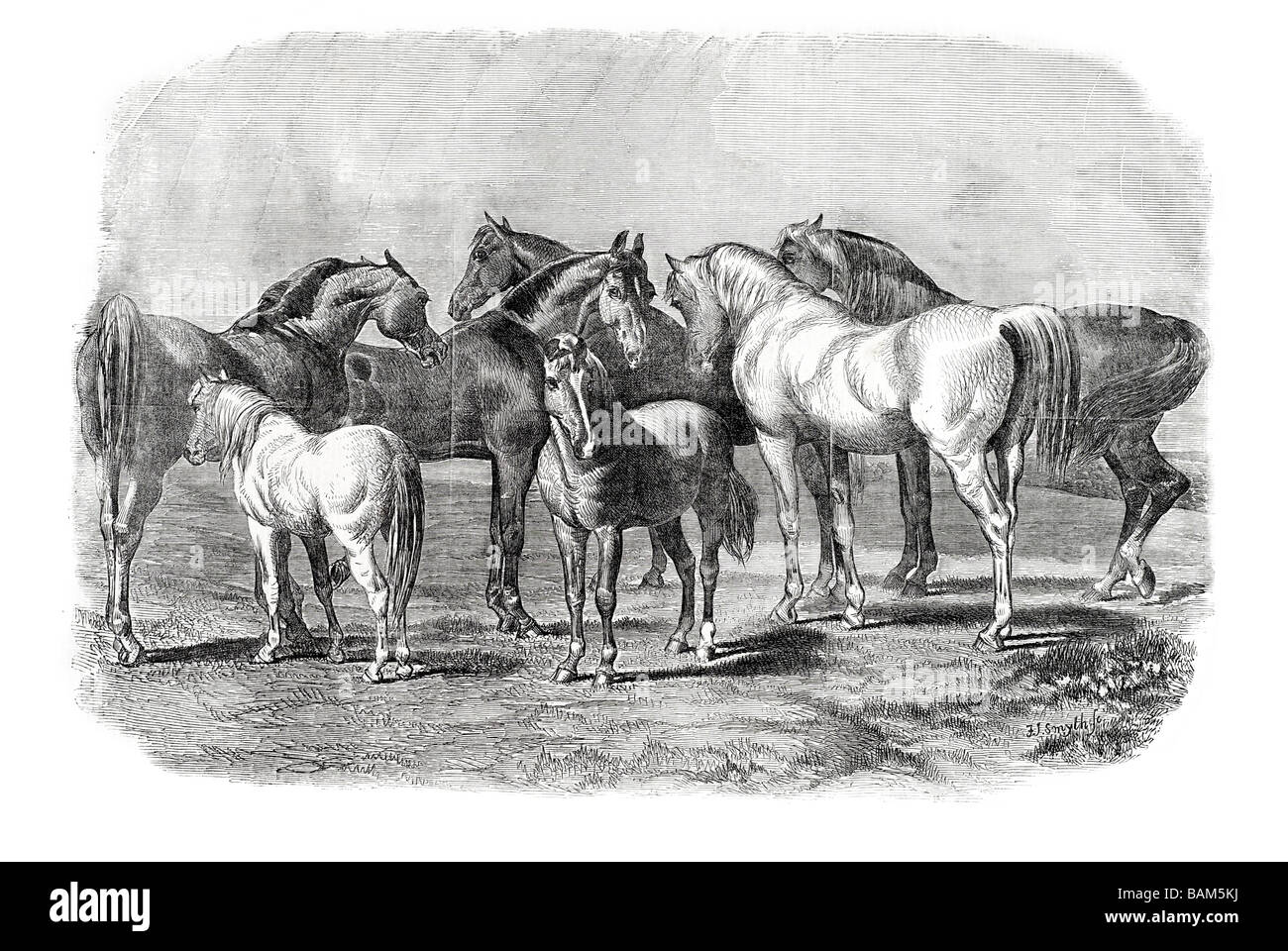 Horse stallion mare foul équine mammifère ongulé à sabots poneys chevaux domestiquent des animaux sauvages travaux agricoles famille troupeau domestiqué Banque D'Images