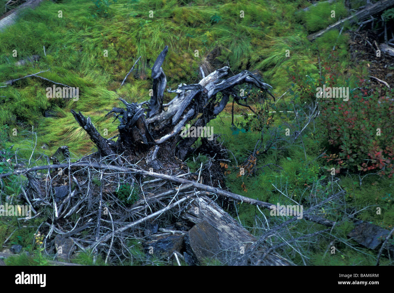 Publier l'arbre dans la forêt nationale de Wenatchee, près de la rivière Icicle Banque D'Images