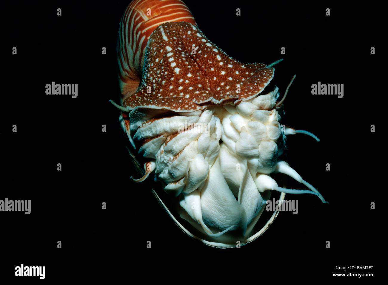 Chambré Nautilus Nautilus belauensis Pacifique Micronésie Palau Banque D'Images