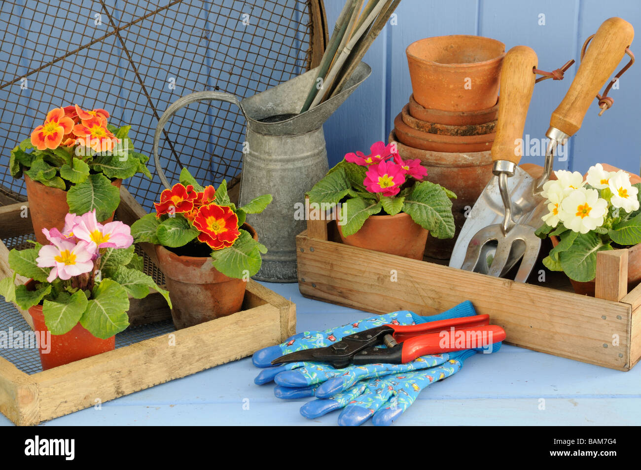 Scène rustique jardin printemps avec Primroses en terre cuite et bois trug pots outils de jardin Banque D'Images