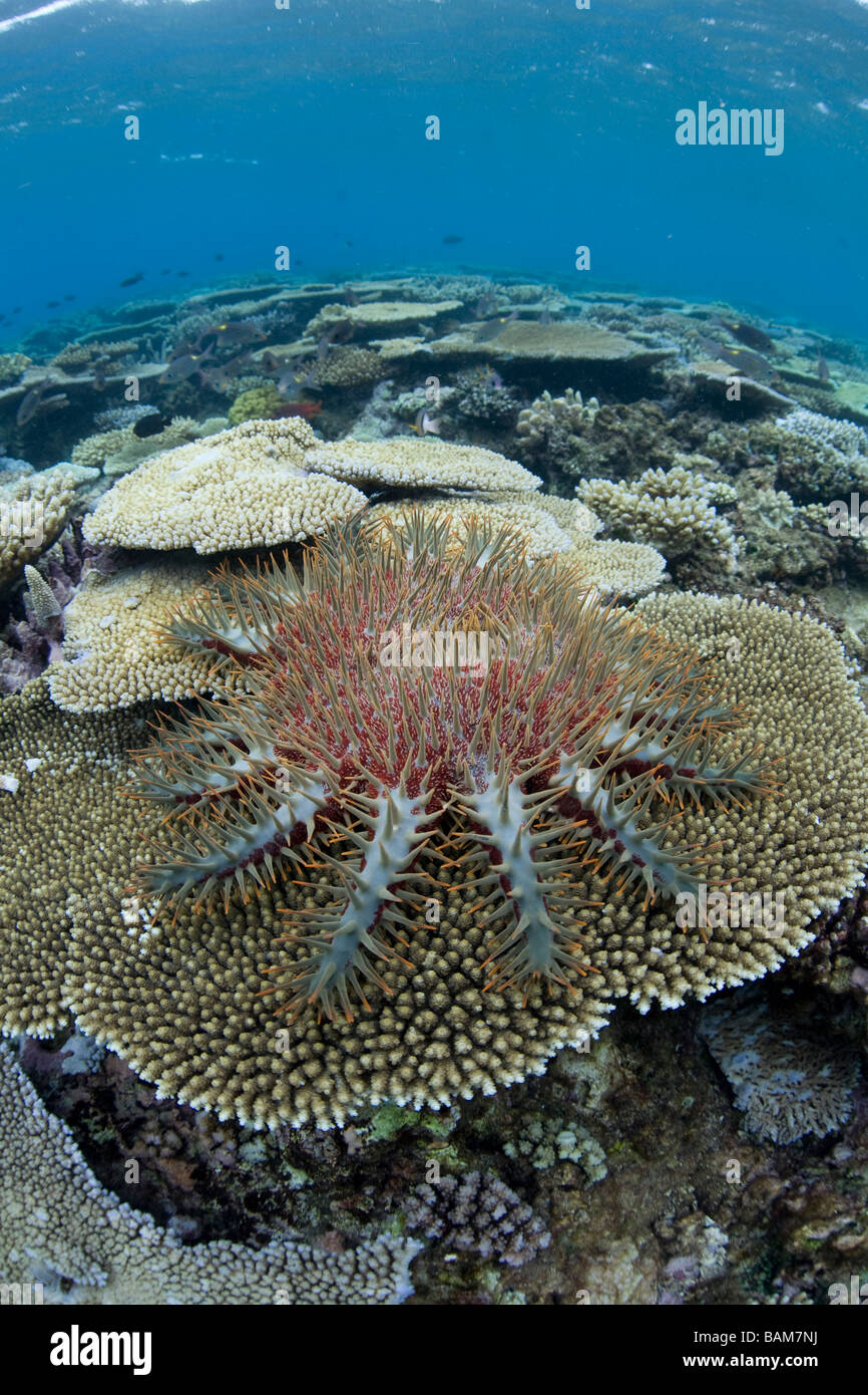 Couronne d'Épines Seastar se nourrit de coraux Table Acanthaster planci Kadavu Island Fiji Banque D'Images