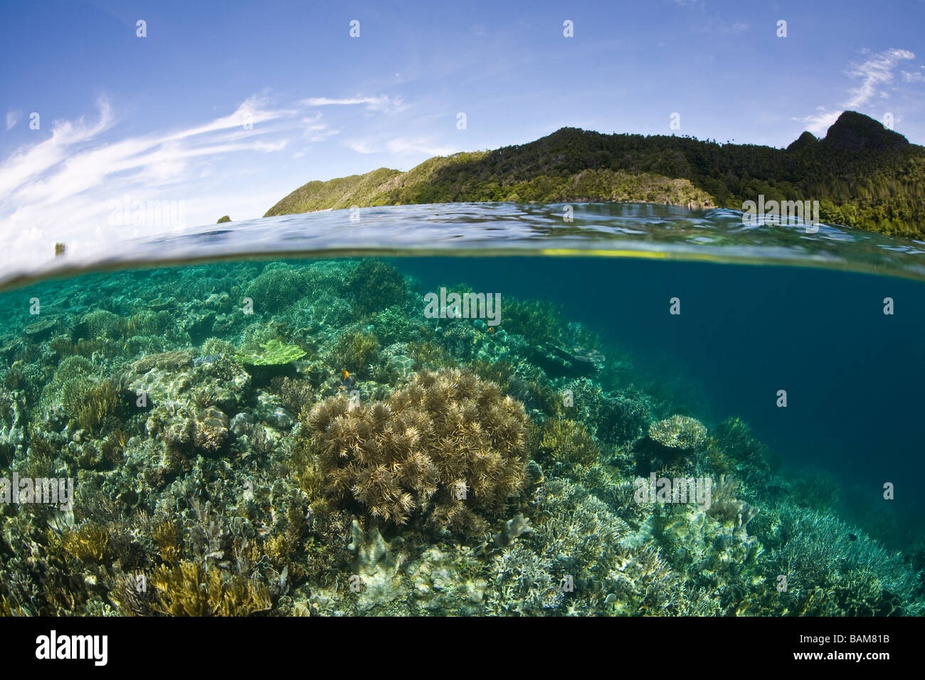 La Biodiversité Marine de Raja Ampat Raja Ampat en Papouasie occidentale en Indonésie Banque D'Images