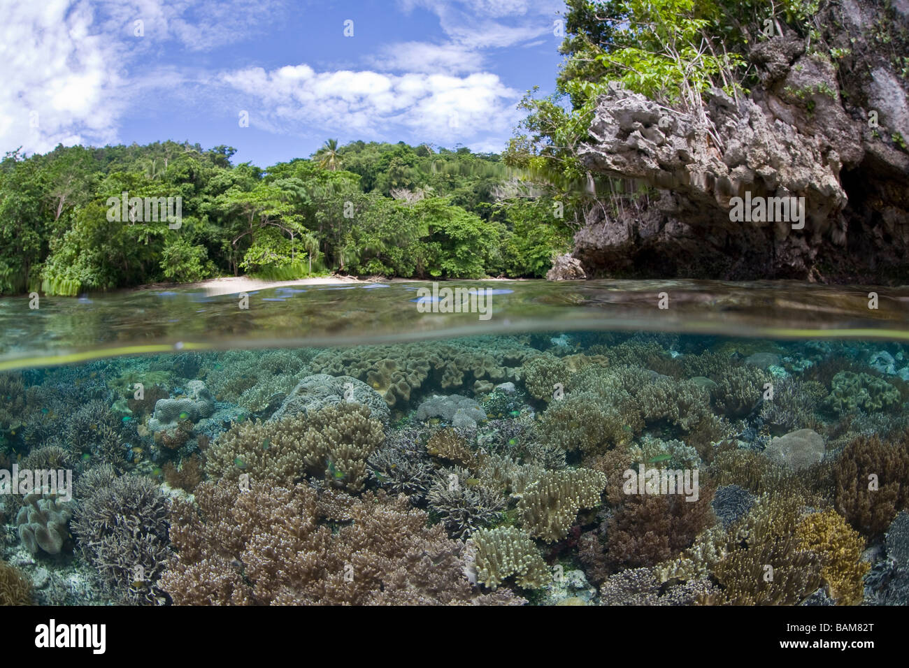 Deux images du Coral Reef Raja Ampat en Papouasie occidentale en Indonésie Banque D'Images