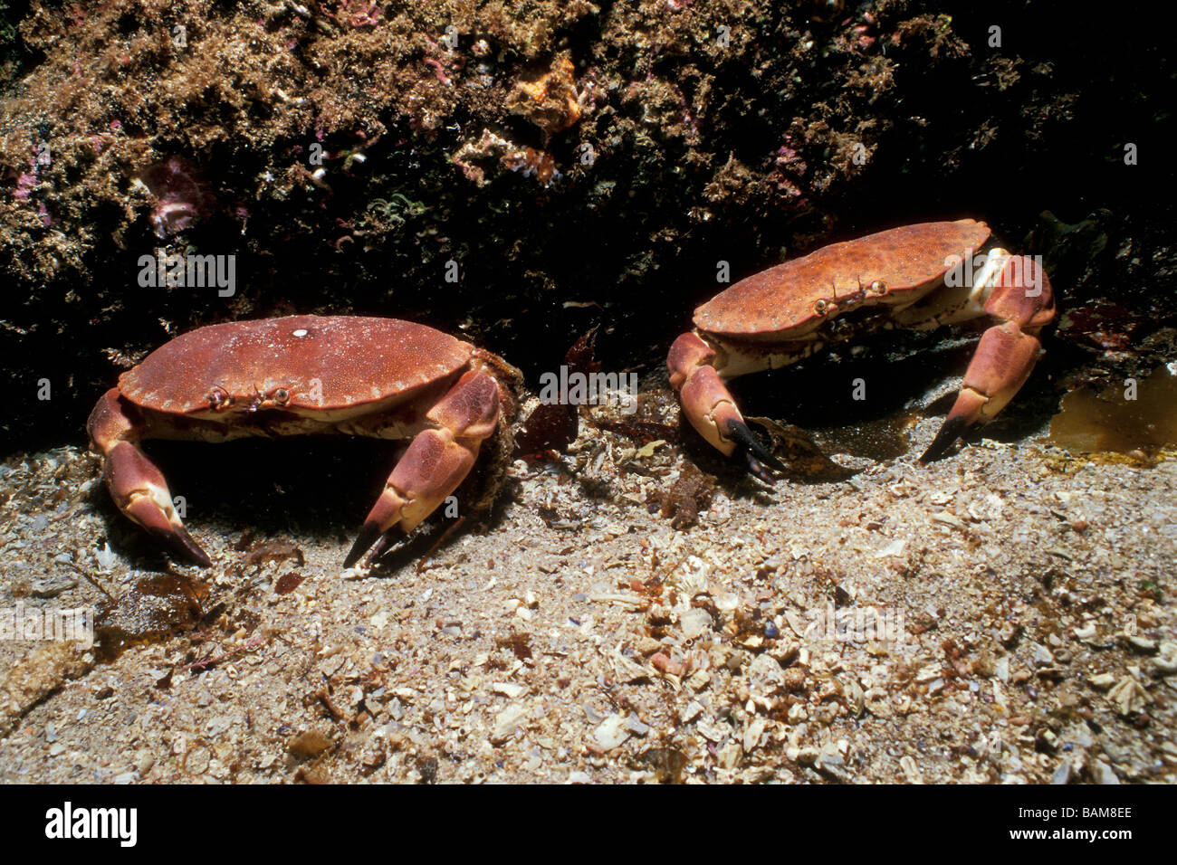 Les Crabes Tourteau Cancer pagurus européenne Alesund en Norvège de l'Atlantique Nord Banque D'Images