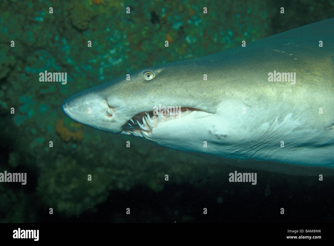 Sandtiger Carcharias taurus Requin Afrique du Sud Aliwal Shoal Banque D'Images