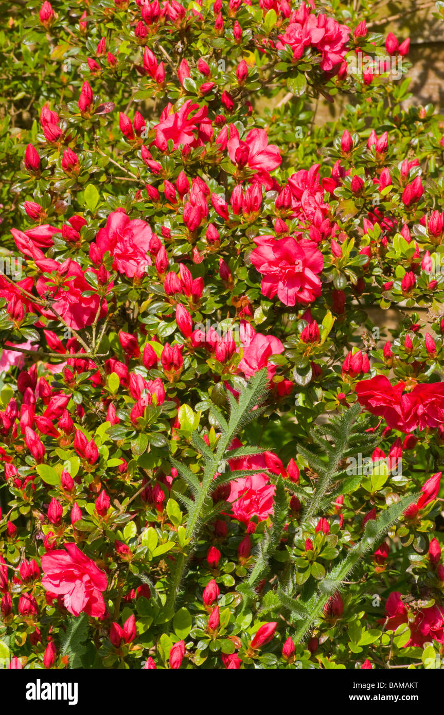 Azalées azalées rouge Floraison Fleurs de Bush Banque D'Images