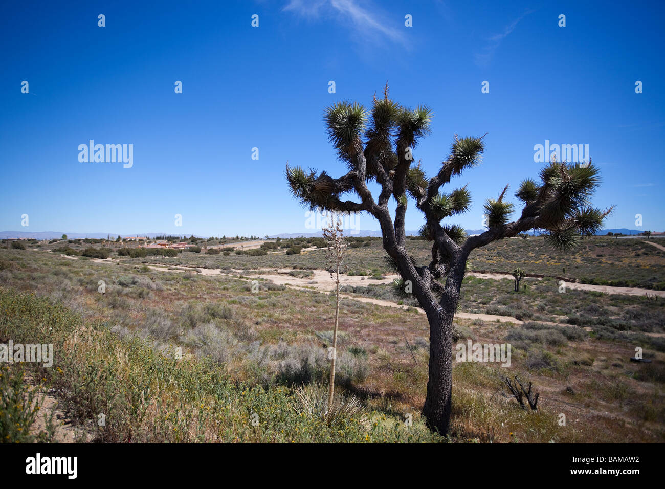 Joshua tree (Yucca brevifolia), Joshua Tree National Park, désert de Mojave, Californie du Sud, USA. Banque D'Images