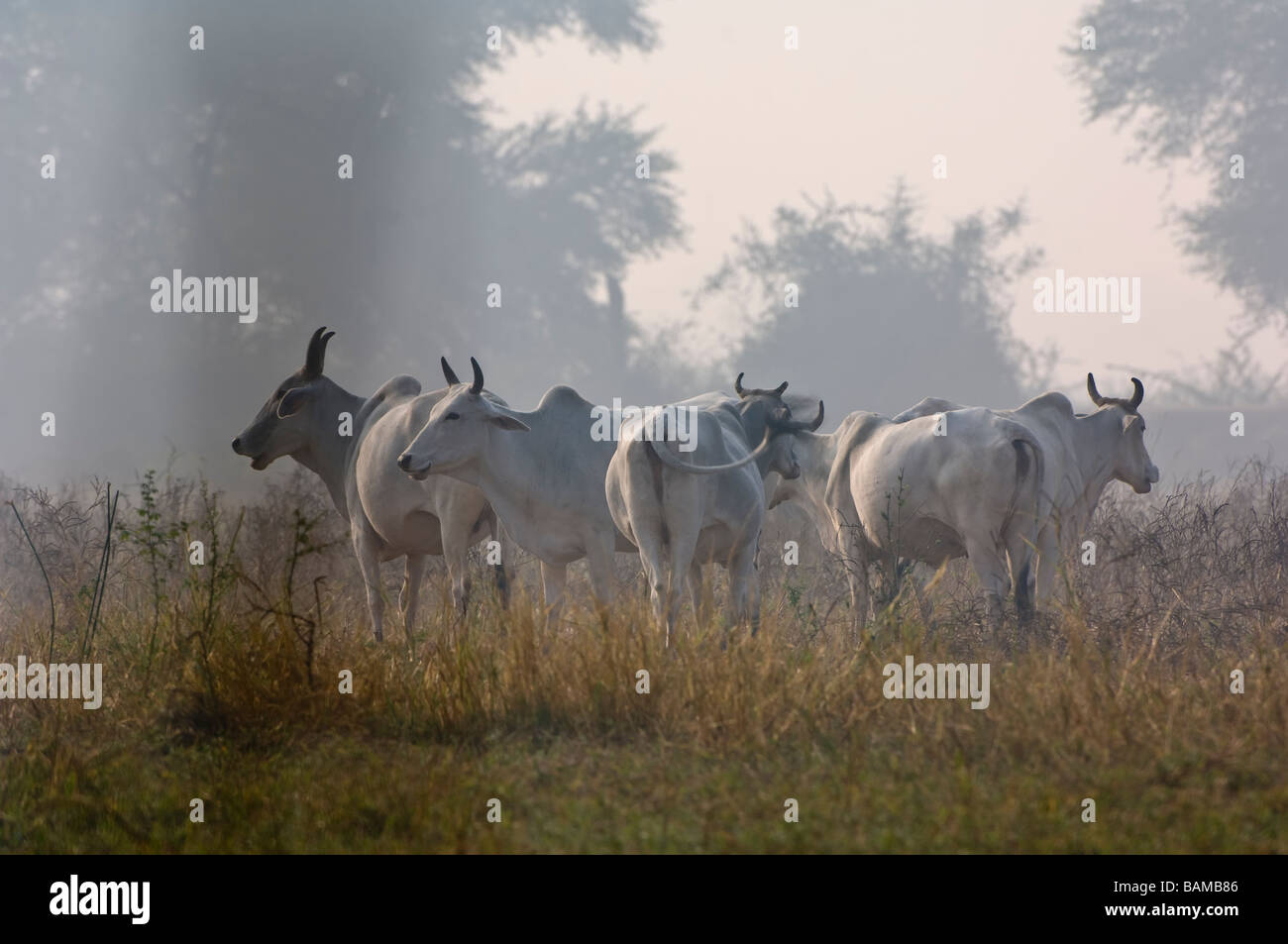 Vaches indiennes dans le parc national de Keoladeo Ghana Bharatpur, Inde Banque D'Images