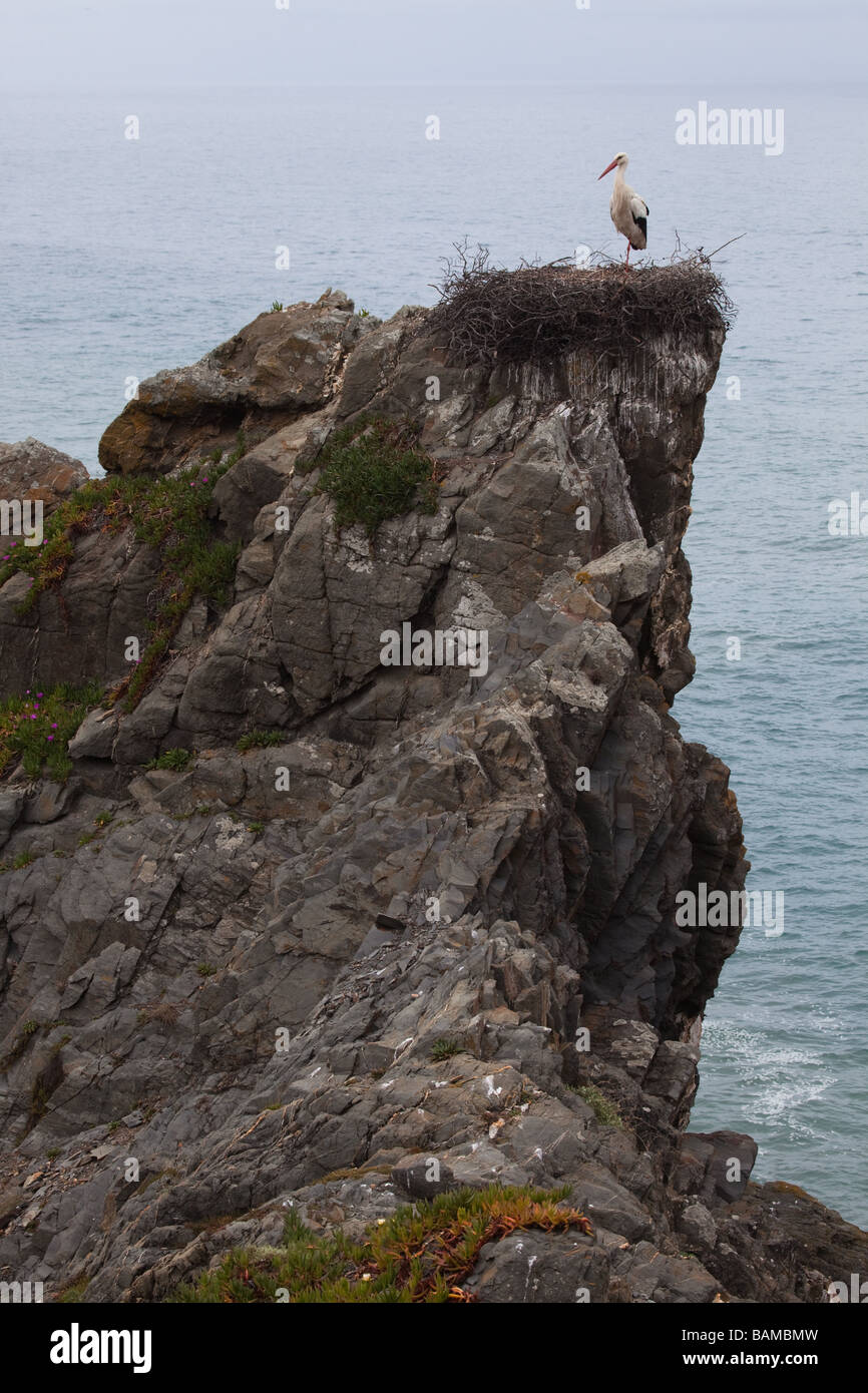 Cigogne blanche dans le nid près de mer, Cap Sardão, Portugal Banque D'Images