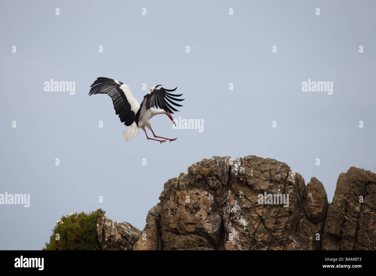 Cigogne Blanche atterrissage sur une falaise, Cap Sardão, Portugal Banque D'Images