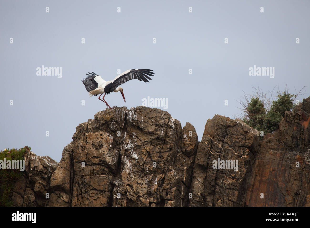 Cigogne Blanche atterrissage sur une falaise, Cap Sardão, Portugal Banque D'Images