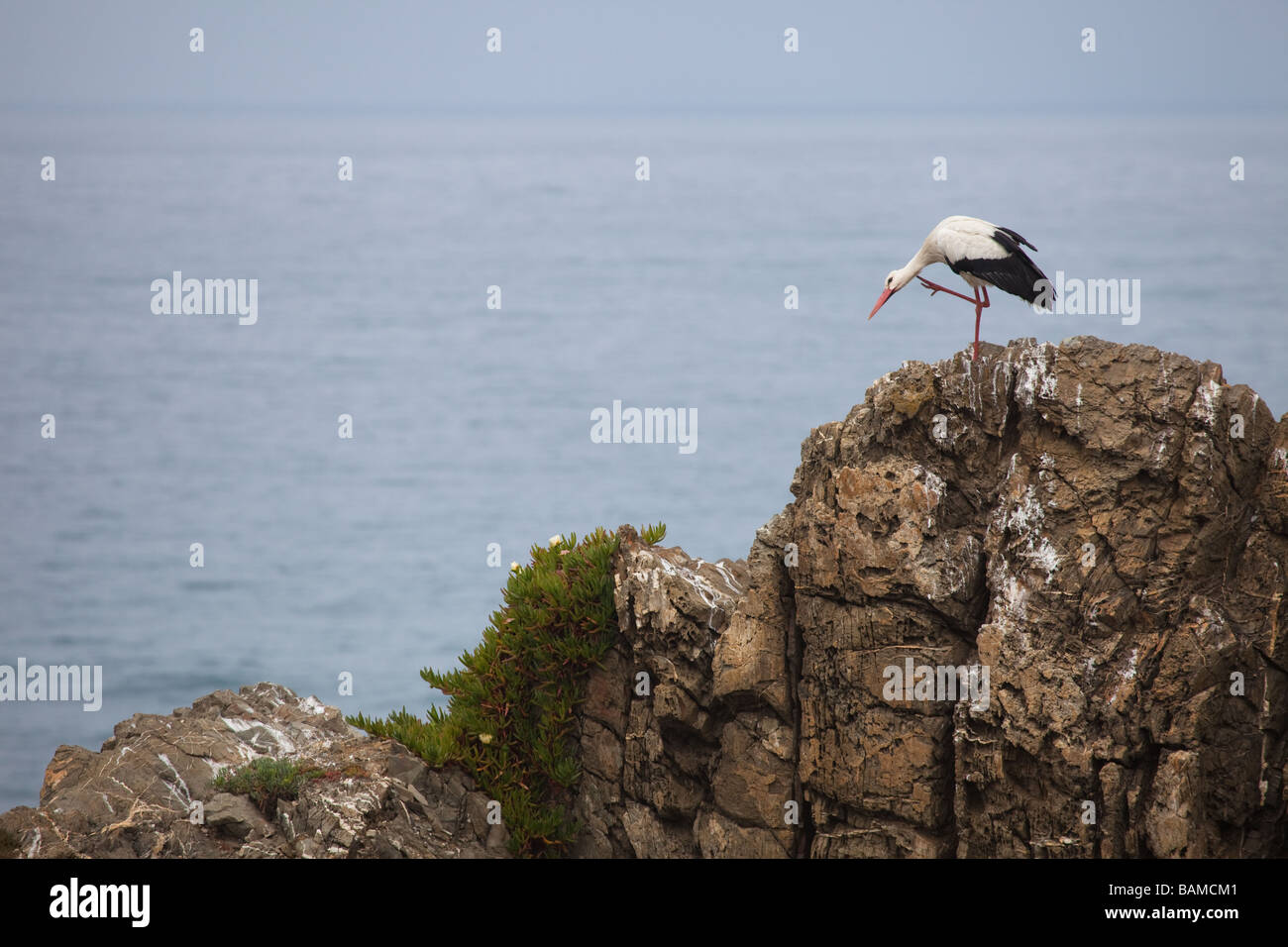 Cigogne Blanche est suspendu sur une falaise à côté de la mer, Cap Sardão, Portugal Banque D'Images