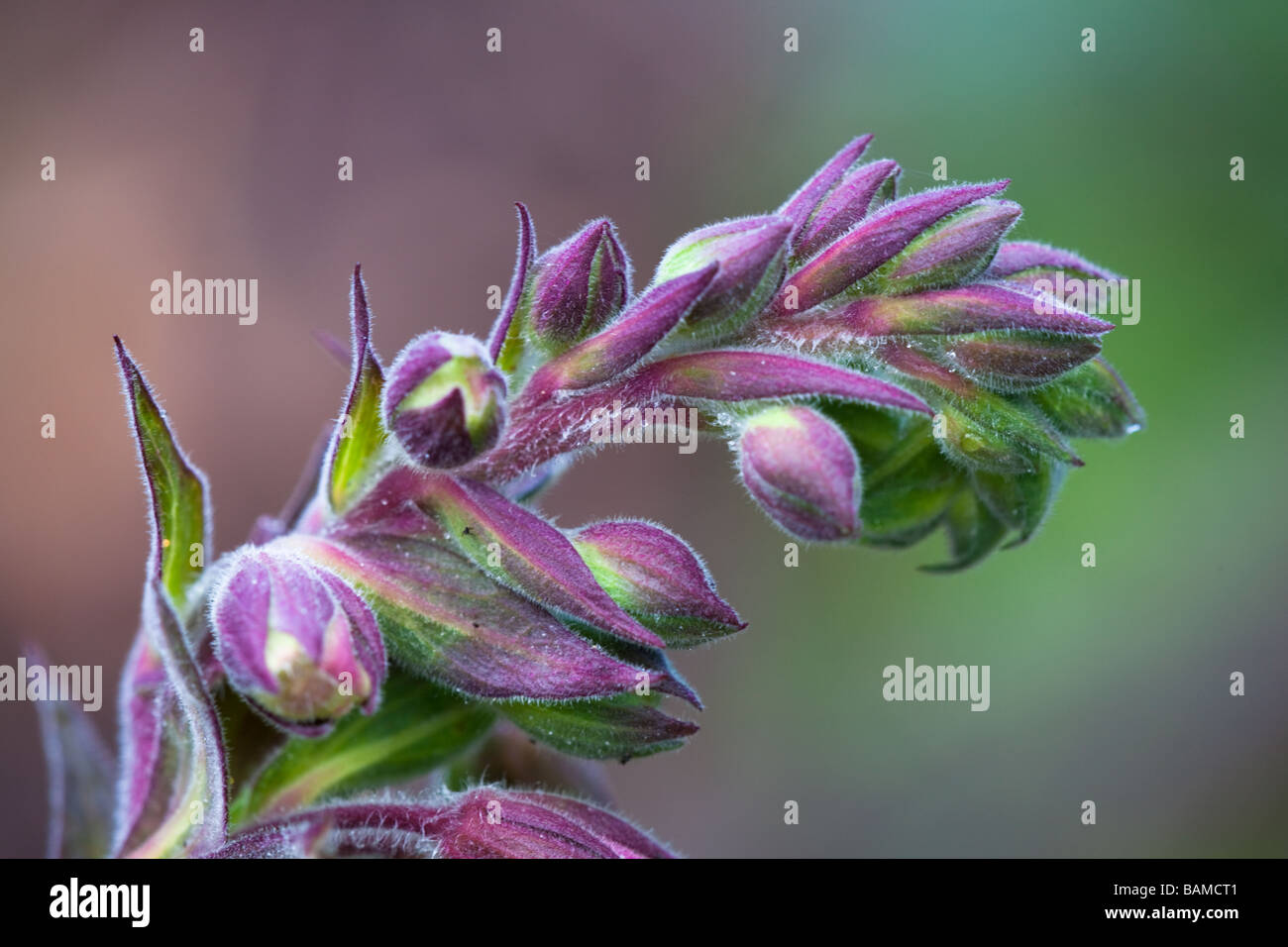 Fleur rose sur ressort avec plusieurs couleurs arrière-plan flou, Sintra, Portugal forêt Banque D'Images