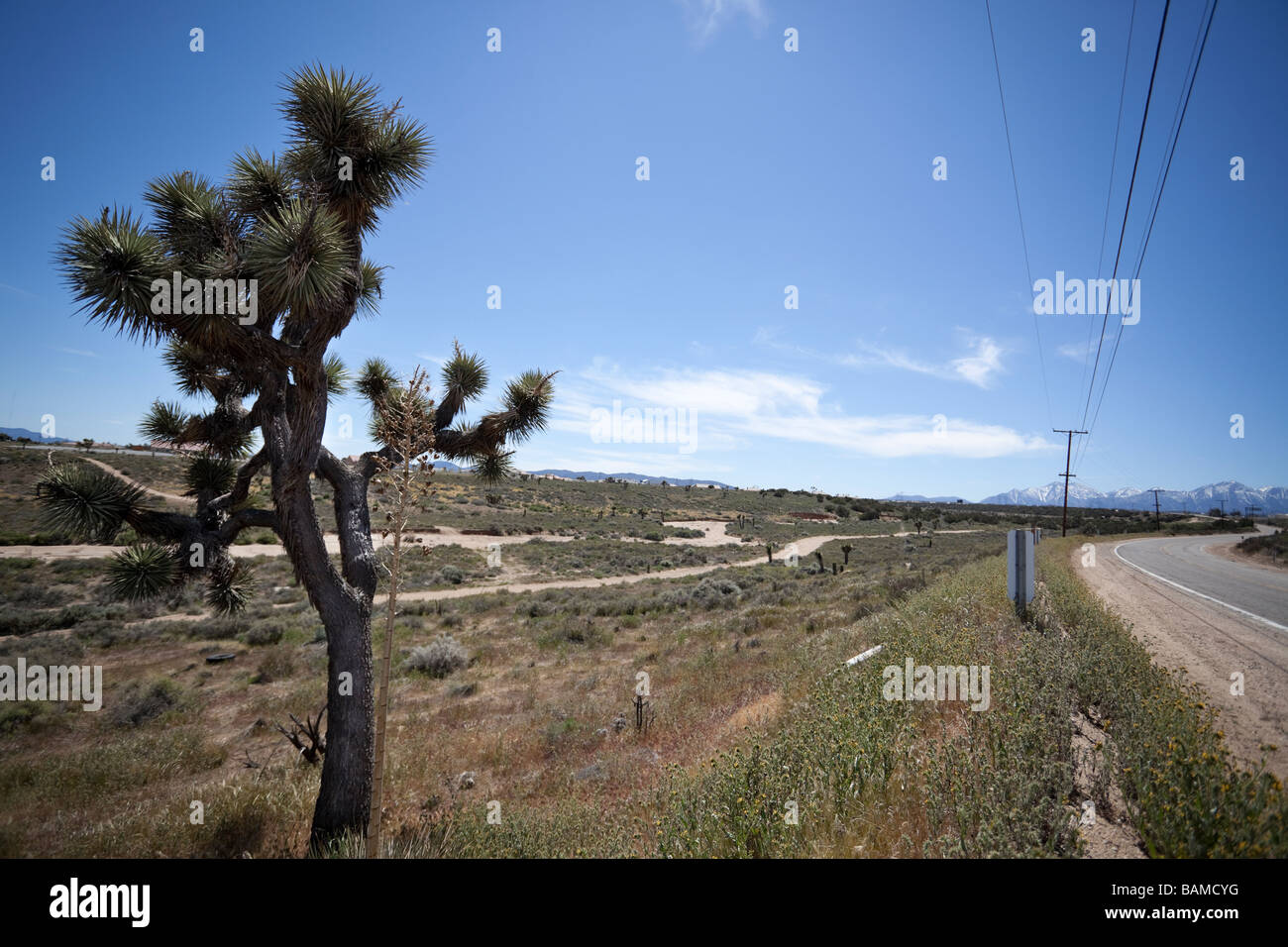Joshua tree (Yucca brevifolia), Joshua Tree National Park, désert de Mojave, Route 66, le sud de la Californie, USA. Banque D'Images