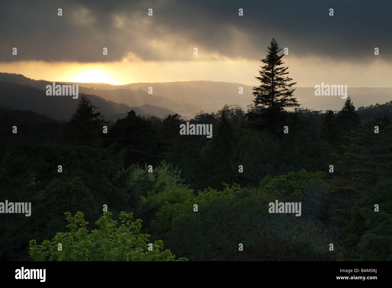Sintra Forest high View avec des nuages et de pins Banque D'Images