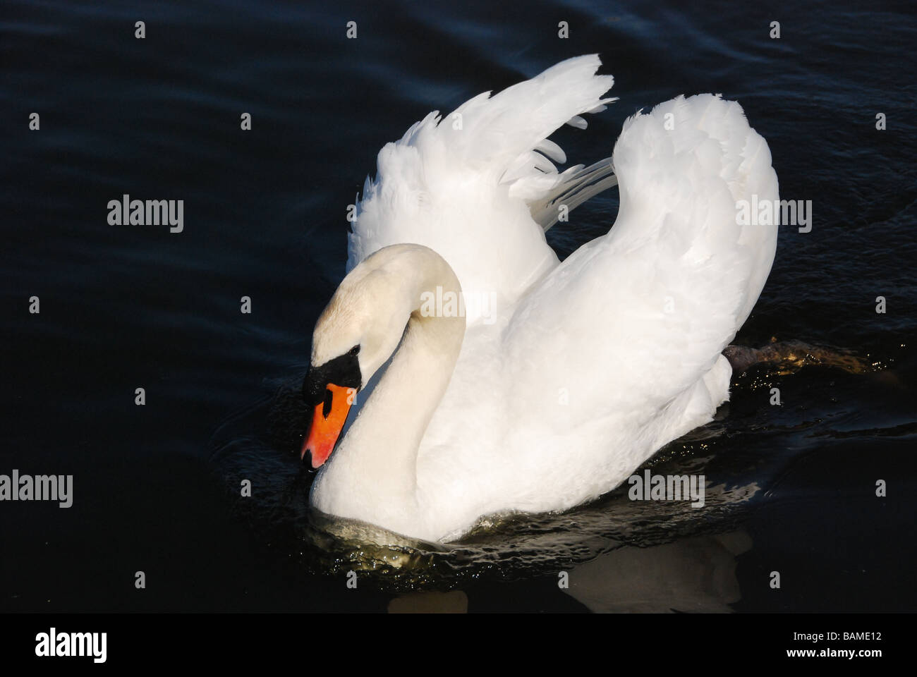 Single white swan classique muet pose agressive de natation avec l'onde sur l'eau noire claire vu de l'avant vue trimestre Banque D'Images
