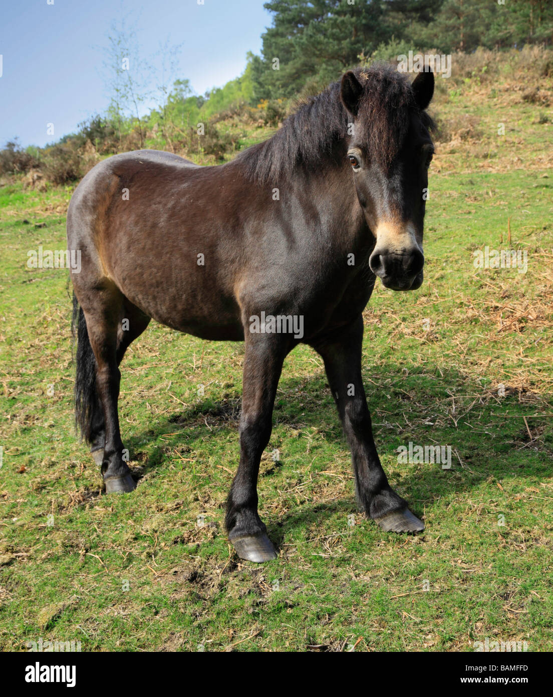 Cheval dans un champ. Banque D'Images