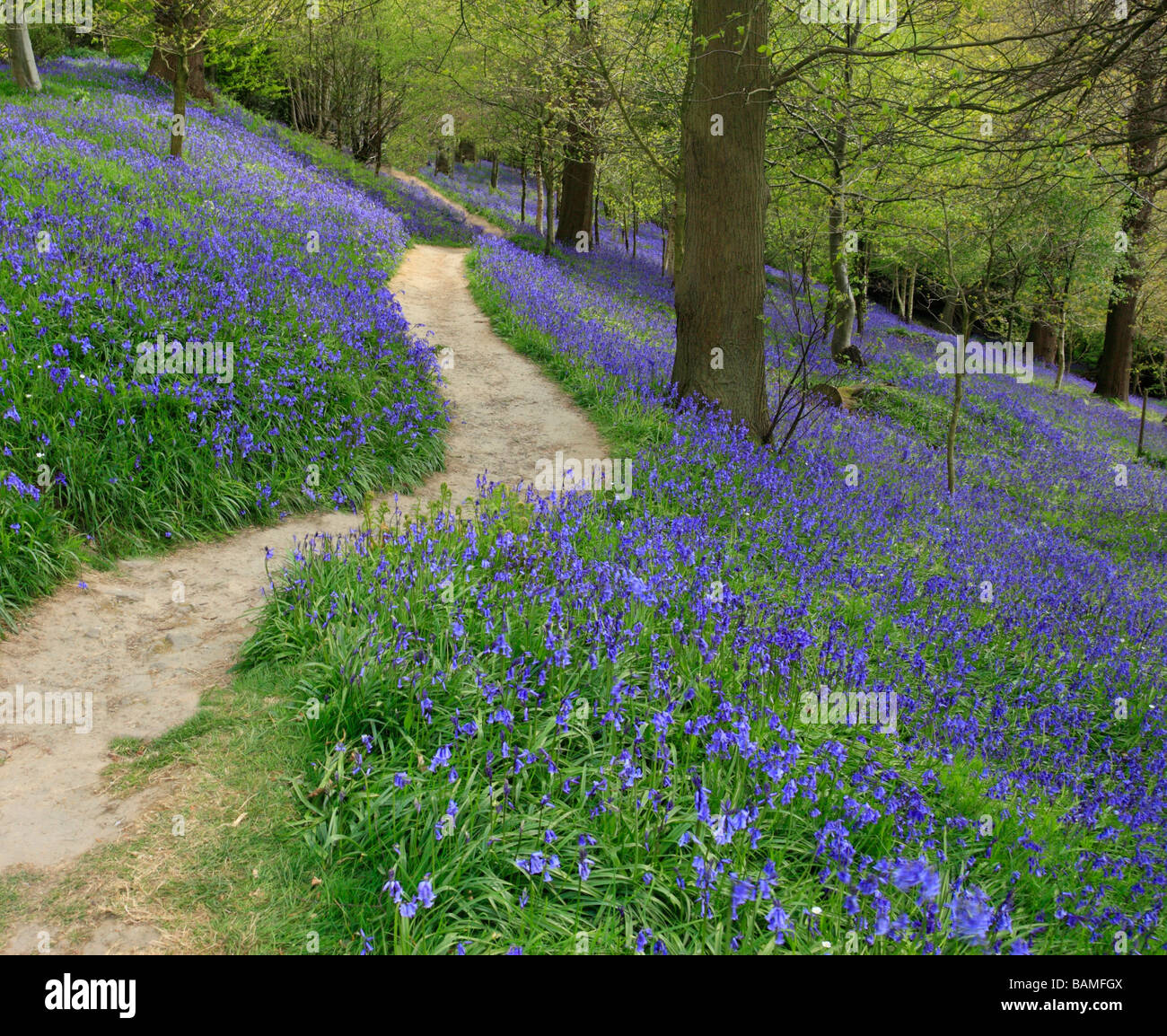 Bois Bluebell Surrey England UK Banque D'Images