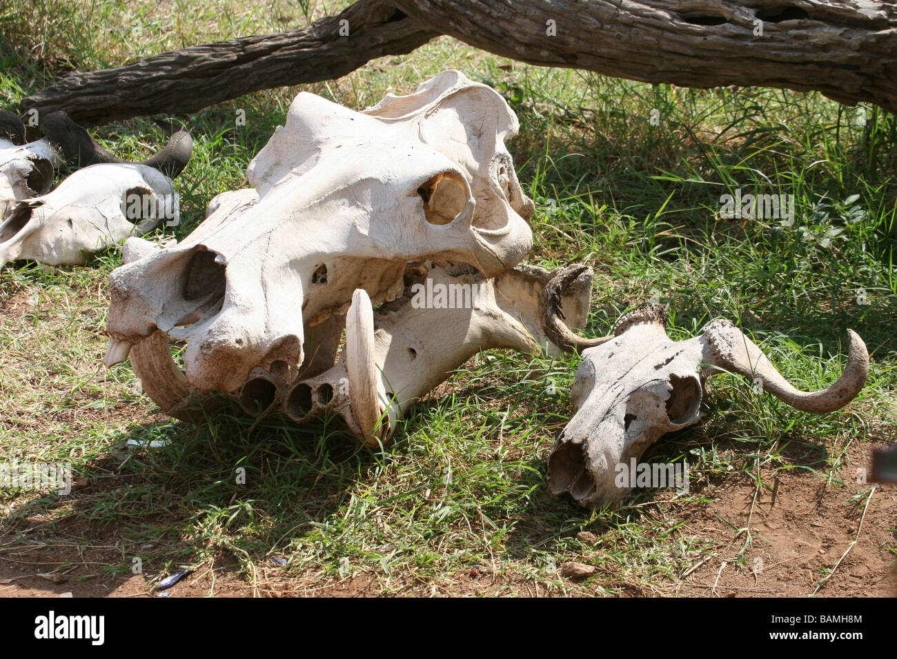 Les crânes des animaux du Kenya à l'affiche au parc national du Masai Mara Banque D'Images