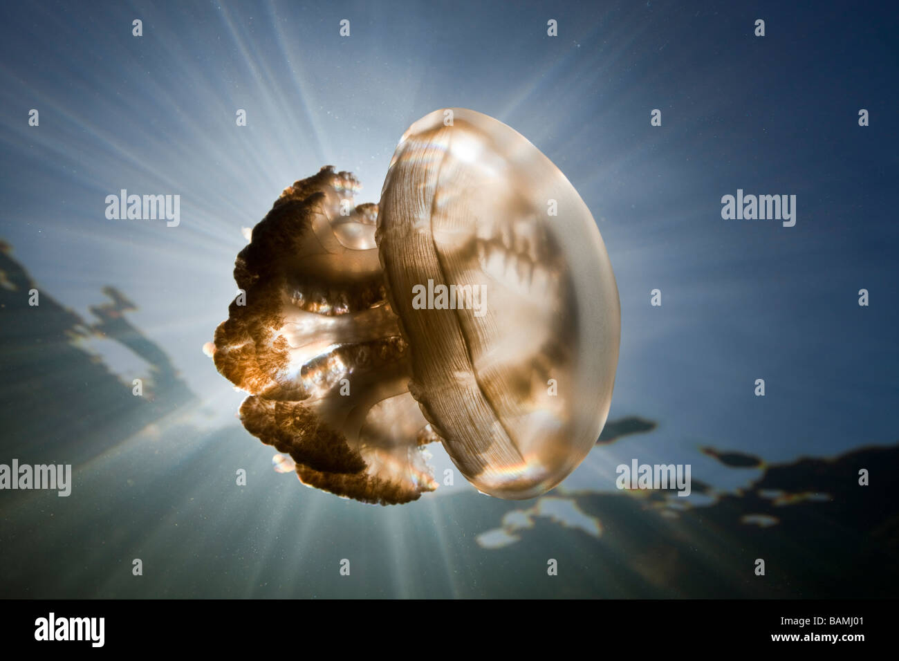 En Méduses Mastigias papua Mastigias Rétroéclairage etpisonii Jellyfish lake Micronésie Palau Banque D'Images