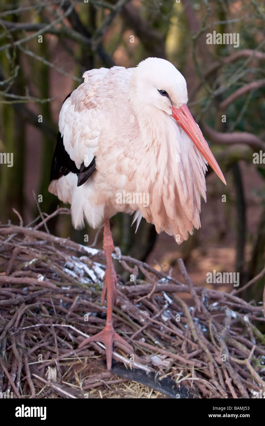 Cigogne Blanche européenne Banque D'Images