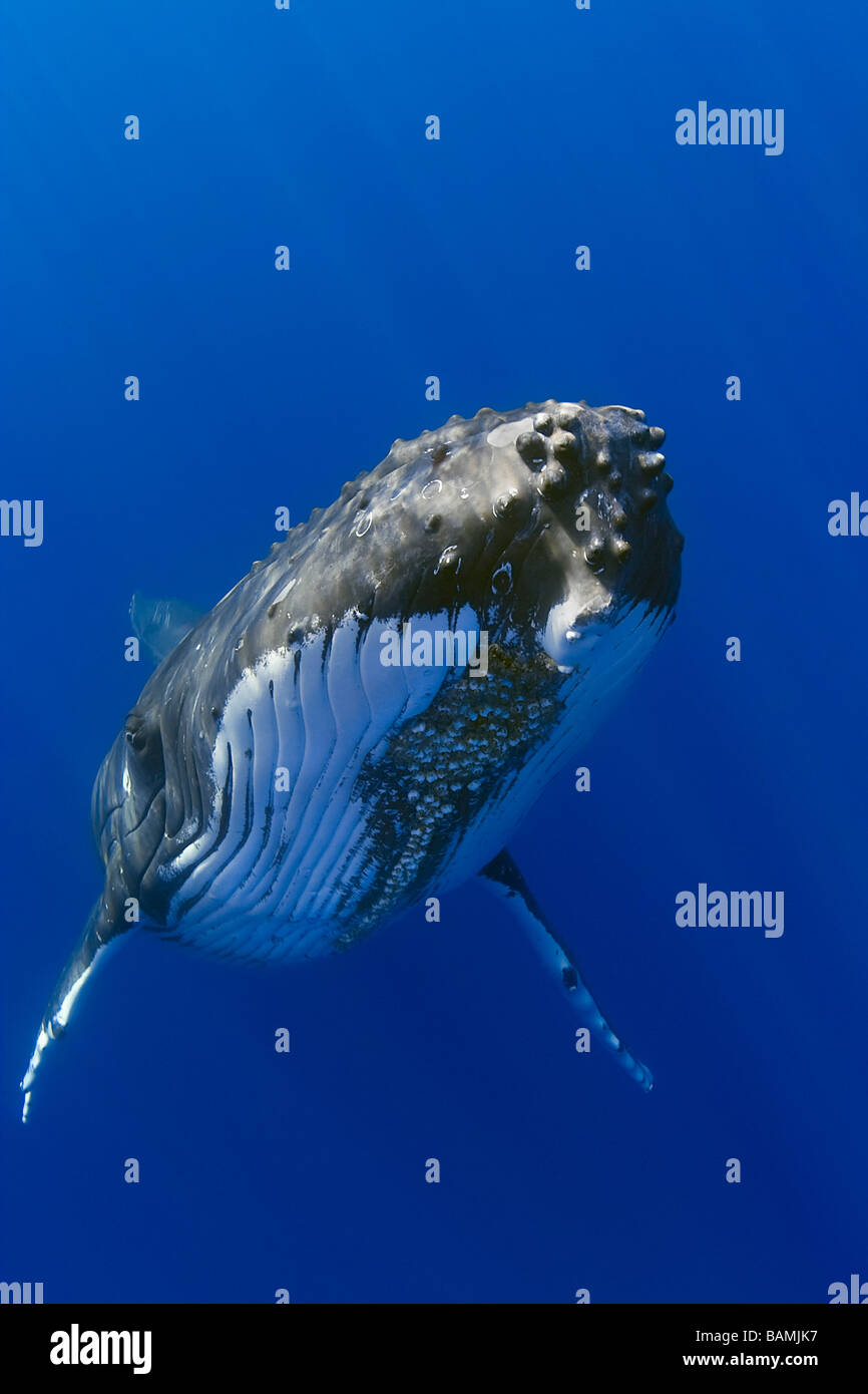 Rorqual à bosse, Megaptera novaeangliae Banque D'Images